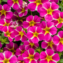 Load image into Gallery viewer, Calibrachoa Superbells 6"