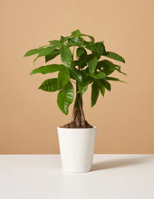 Load image into Gallery viewer, Money Tree Braid