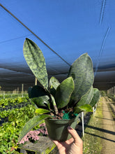 Load image into Gallery viewer, Sansevieria Whale Fin 6"