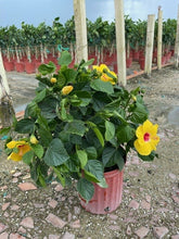 Load image into Gallery viewer, Hibiscus Bush Yoder Dwarf