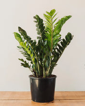 Load image into Gallery viewer, ZZ Plant