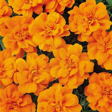 Load image into Gallery viewer, Marigold Durango 4.5"