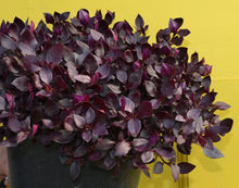 Load image into Gallery viewer, Alternanthera Choco Chili 6"