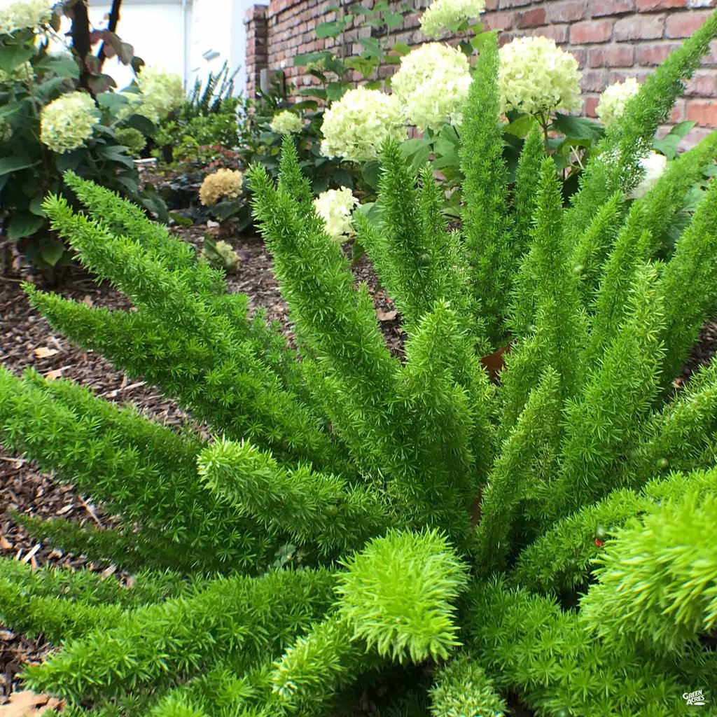 Foxtail Fern 3G/10"