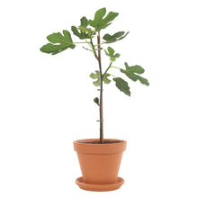 Load image into Gallery viewer, Fig Tree