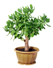 Load image into Gallery viewer, Jade Succulent