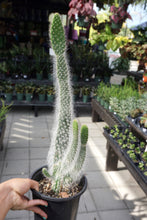 Load image into Gallery viewer, Opuntia Snow White