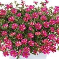 Load image into Gallery viewer, Purslane Campino 4.5"