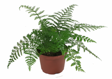 Load image into Gallery viewer, Austral Gem Fern 4"
