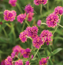 Load image into Gallery viewer, Gomphrena Truffula Pink 1G/6"