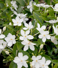 Load image into Gallery viewer, Jasmine Asian Snow