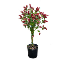Load image into Gallery viewer, Shrimp Red 3G/10"