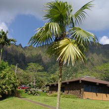 Load image into Gallery viewer, Thatch Palm CP