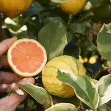 Load image into Gallery viewer, Variegated Pink Lemon 3G/10"