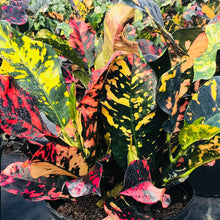 Load image into Gallery viewer, Croton Magnificent 3G/10"