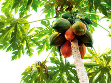 Load image into Gallery viewer, Papaya Fruit Tree