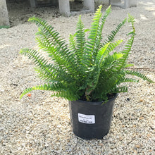 Load image into Gallery viewer, Sword Fern 1G/6"