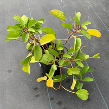 Load image into Gallery viewer, Railroad Vine 6"