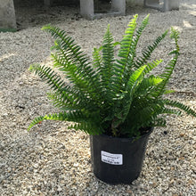 Load image into Gallery viewer, Sword Fern 1G/6"