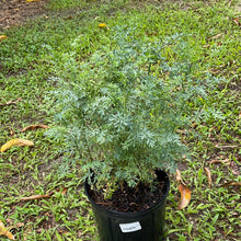 Load image into Gallery viewer, Ruda 3G/10"