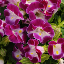 Load image into Gallery viewer, Torenia Color 10" HB