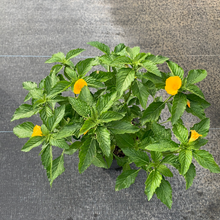 Load image into Gallery viewer, Buttercup Yellow