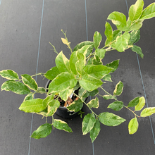 Load image into Gallery viewer, Variegated Pink Lemon 3G/10"