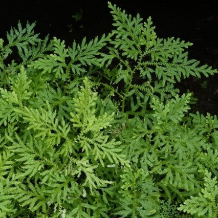 Selaginella Lacy Spikemoss Fern 6"
