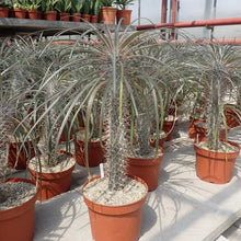 Load image into Gallery viewer, Pachypodium Geayi