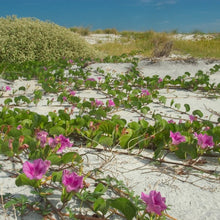 Load image into Gallery viewer, Railroad Vine 6"