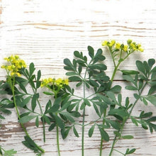 Load image into Gallery viewer, Ruda 3G/10"