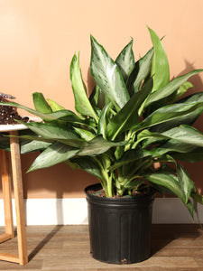 Aglaonema Silverado 3G/10"