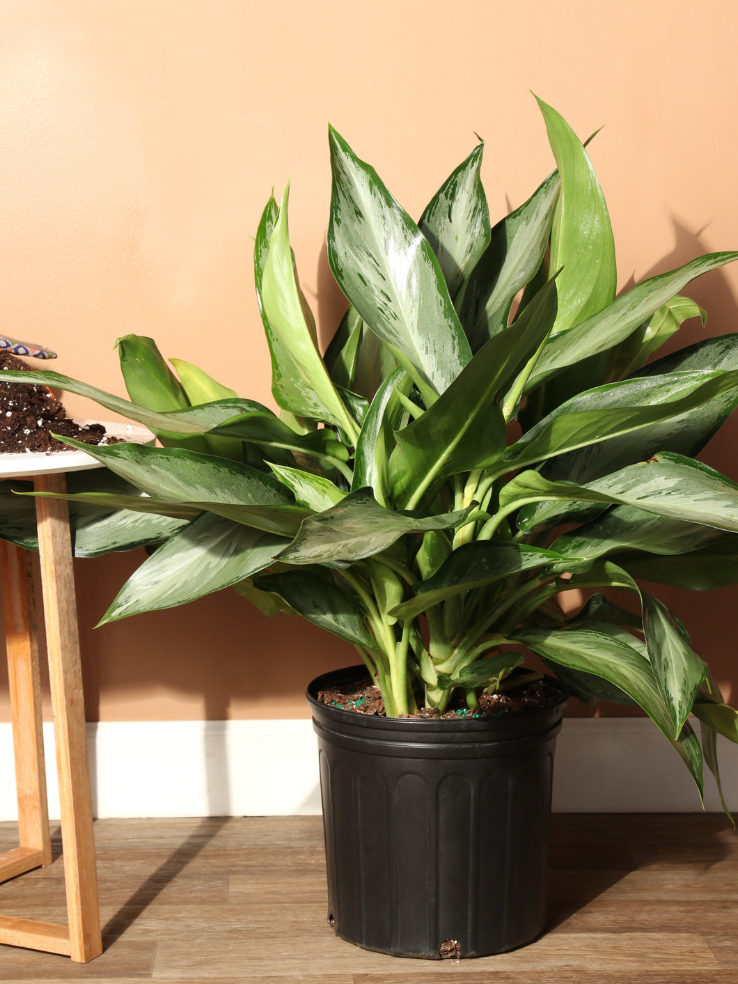 Aglaonema Silverado 3G/10