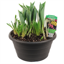 Load image into Gallery viewer, Flowering Bulbs Assorted Varieties
