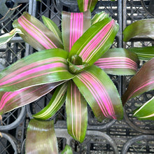 Load image into Gallery viewer, Bromeliad Neoregelia &#39;Wolfgang&#39; 6&quot;
