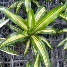 Load image into Gallery viewer, Bromeliad Neoregelia &#39;Franca&#39; 6&quot;
