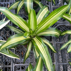 Bromeliad Neoregelia 'Franca' 6"