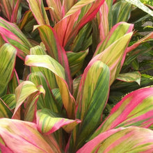Load image into Gallery viewer, Cordyline Harlequin 10"
