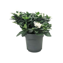 Load image into Gallery viewer, Floral Gardenia
