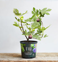 Load image into Gallery viewer, Fig Tree
