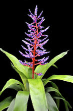 Load image into Gallery viewer, Aechmea 2G/8"
