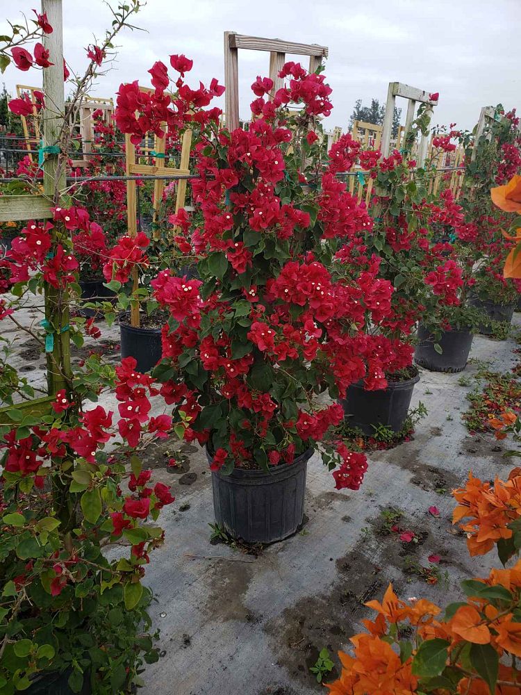 Bougainvillea New River w/Trellis 7G/14