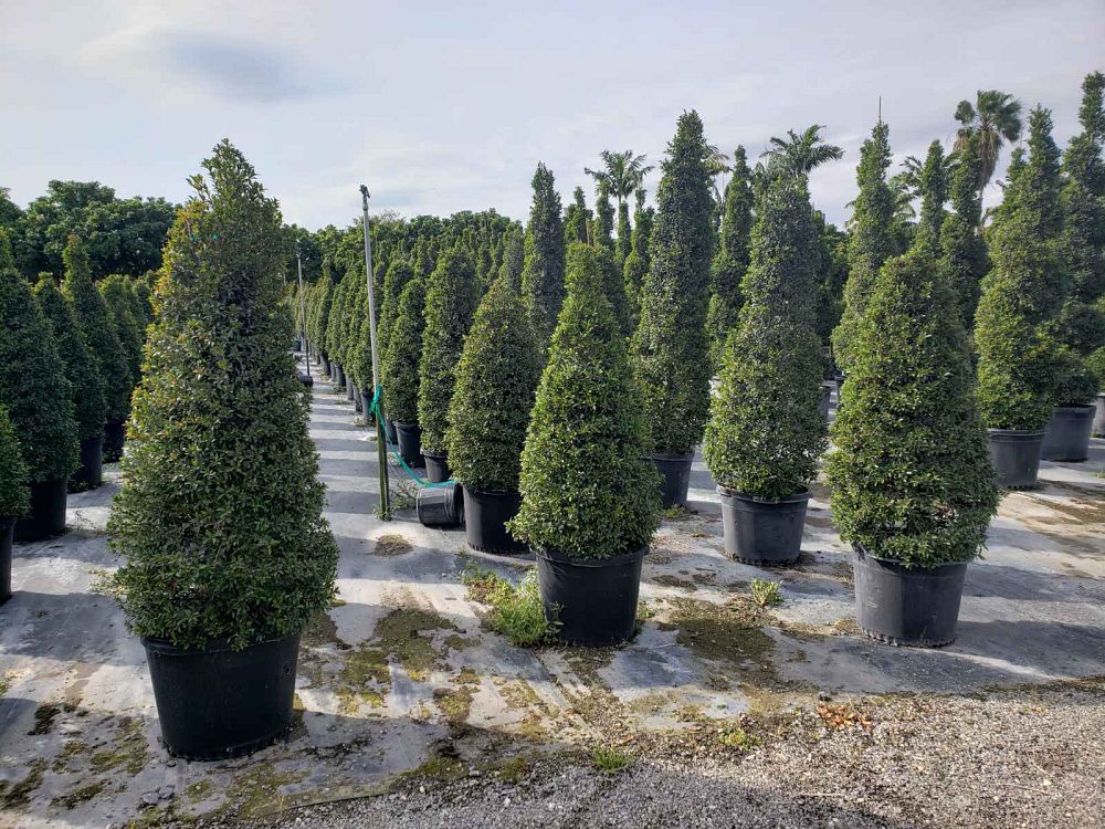 Eugenia Globulus Topiary Cone 7G/14"