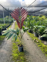 Load image into Gallery viewer, Flamethrower Palm

