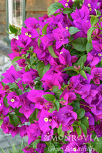 Load image into Gallery viewer, Bougainvillea Purple Queen
