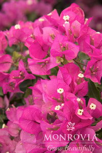 Bougainvillea Texas Dawn
