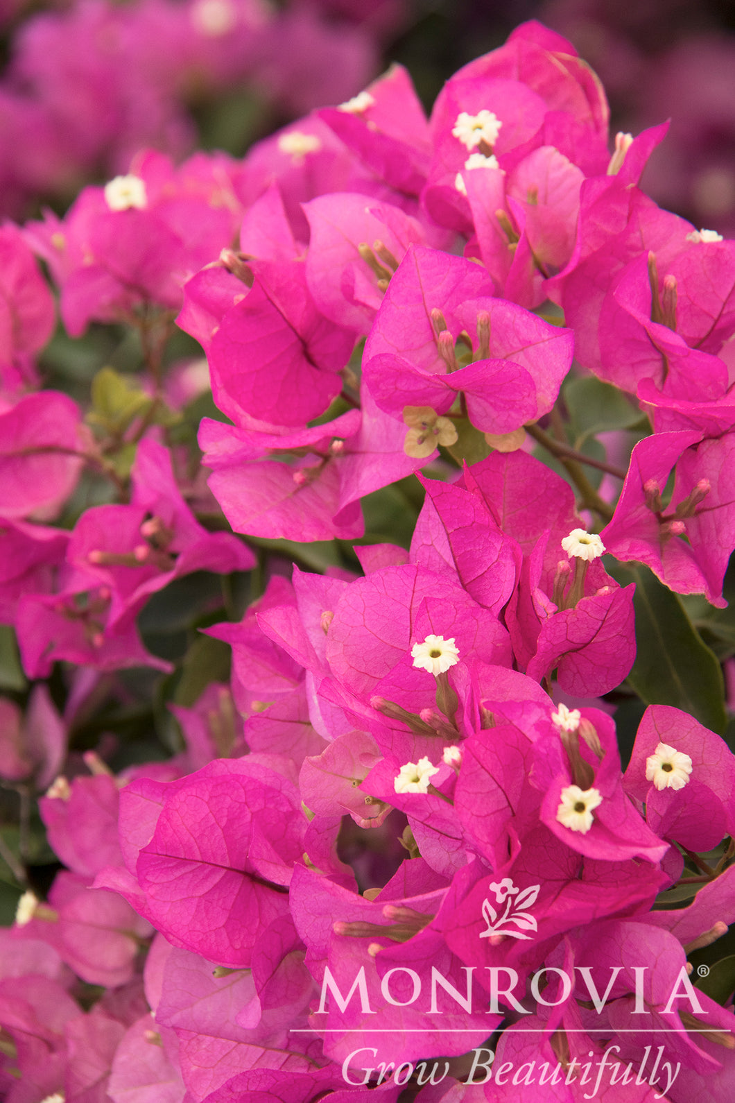 Bougainvillea Texas Dawn