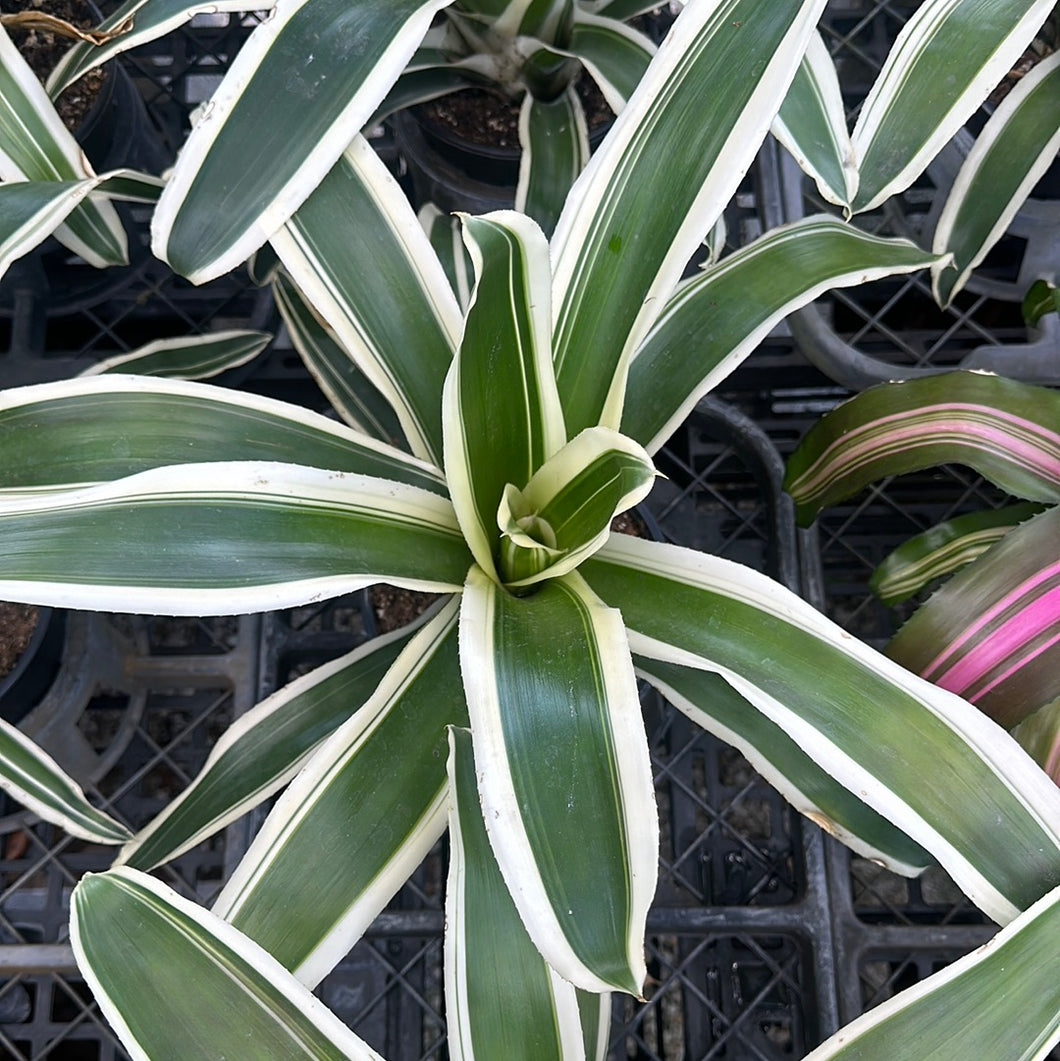 Bromeliad Neoregelia 'Rafael' 6