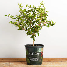 Load image into Gallery viewer, Cherry Patio Tree
