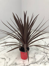 Load image into Gallery viewer, Cordyline Red Sensation 6"
